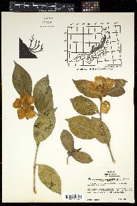 Camellia japonica image