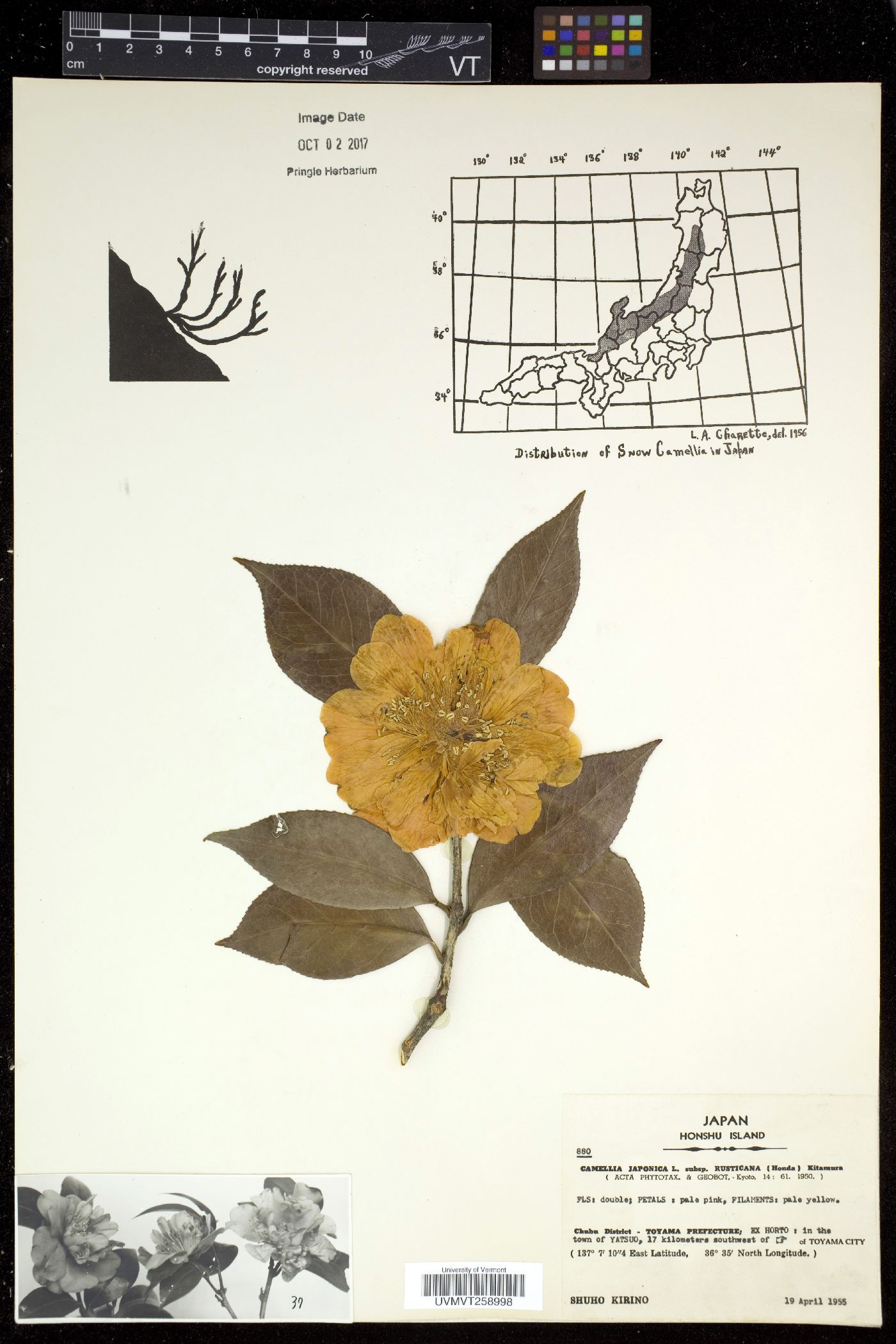 Camellia japonica var. rusticana image