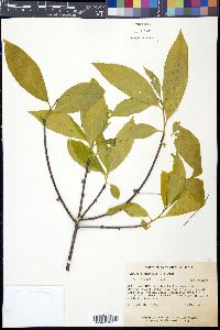 Symplocos tinctoria image