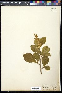 Symplocos paniculata image