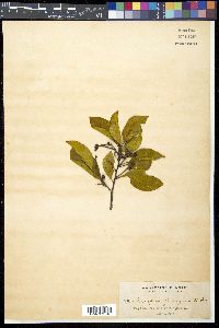 Symplocos cochinchinensis image