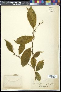 Symplocos polyandra image