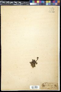 Media resource of Diapensia himalaica