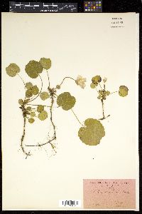 Shortia uniflora image