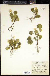 Shortia uniflora image