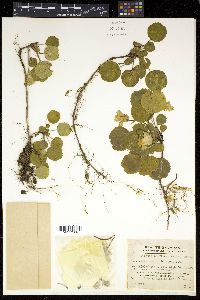 Shortia uniflora image