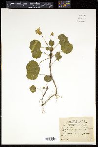 Shortia uniflora image
