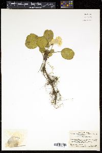 Shortia uniflora image