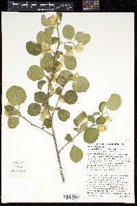 Styrax redivivus image