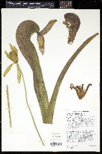 Darlingtonia californica image