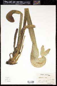 Darlingtonia californica image