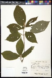 Clethra acuminata image