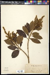 Clethra canescens image