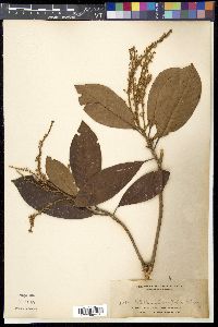 Clethra canescens image