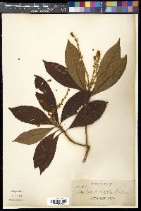 Clethra canescens image