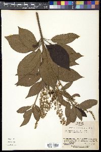 Clethra barbinervis image