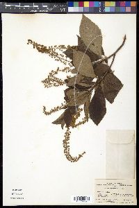 Clethra barbinervis image