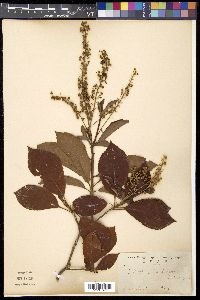 Clethra barbinervis image