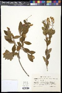 Cliftonia monophylla image