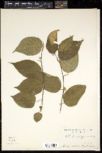 Actinidia polygama image