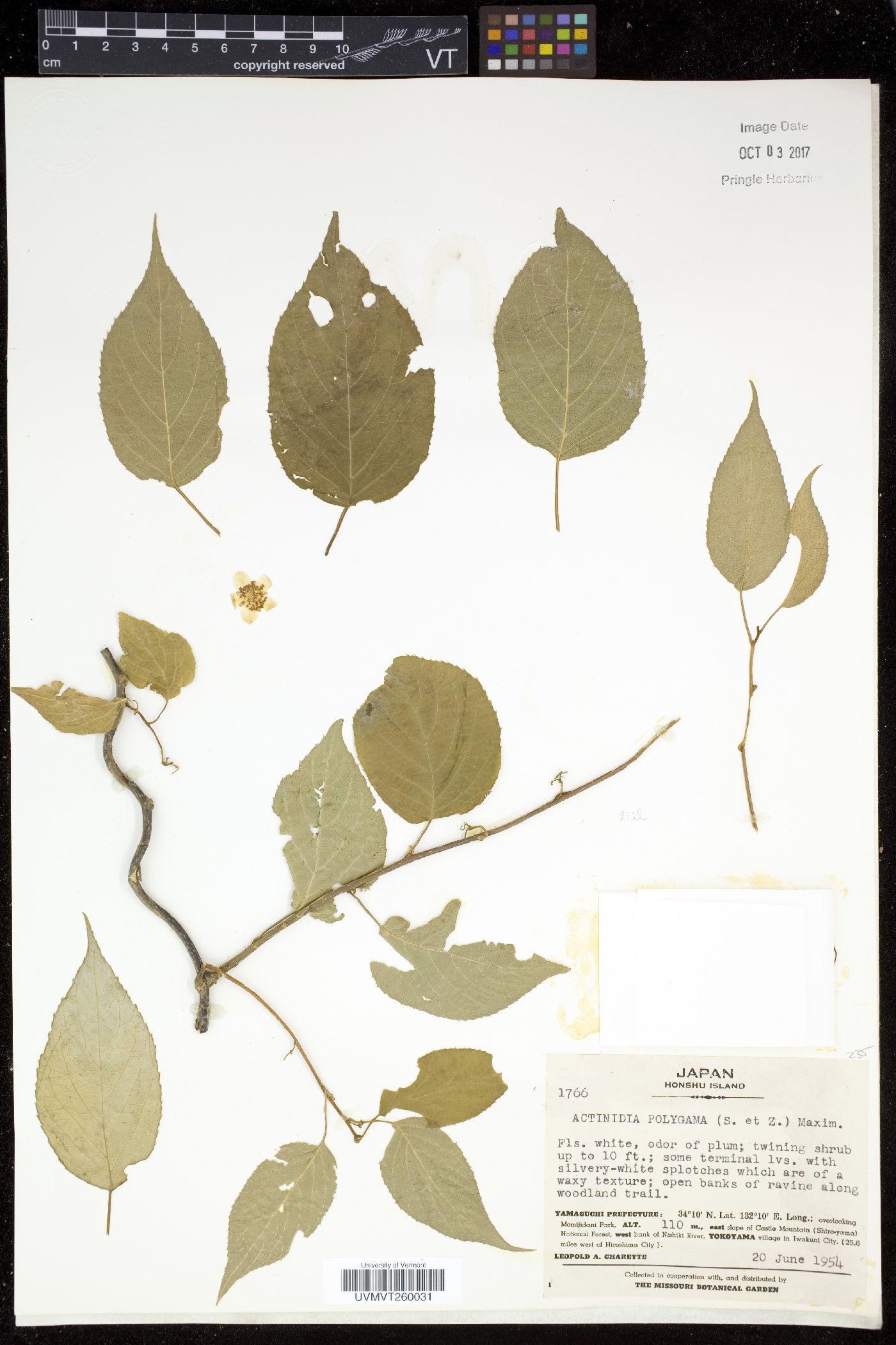 Actinidia polygama image