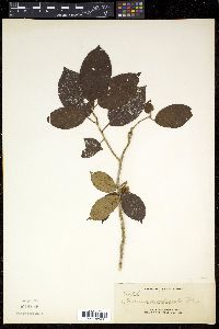Media resource of Saurauia involucrata