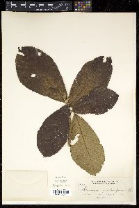 Media resource of Saurauia panduriformis