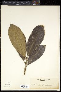 Media resource of Saurauia negrosensis