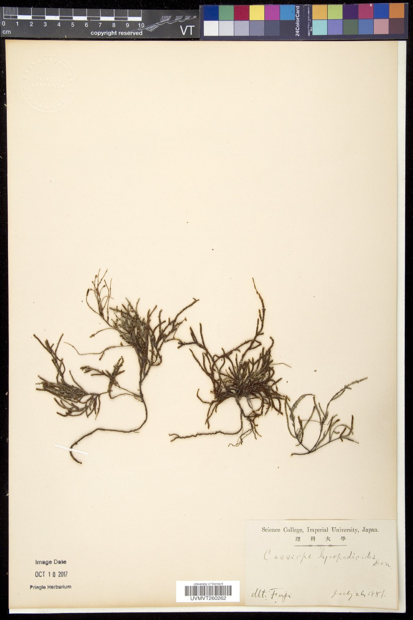 Cassiope lycopodioides image