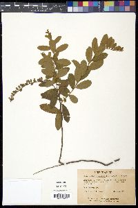 Chamaedaphne calyculata image
