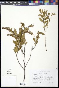Chamaedaphne calyculata image