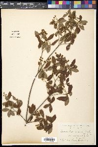 Enkianthus cernuus image