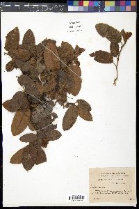 Epigaea asiatica image
