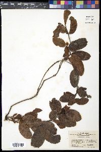Epigaea asiatica image