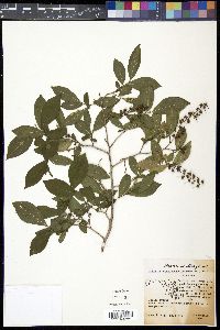 Eubotrys racemosa image