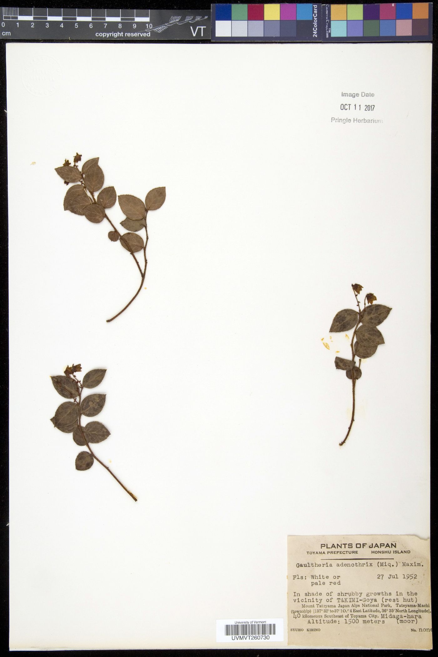 Gaultheria adenothrix image