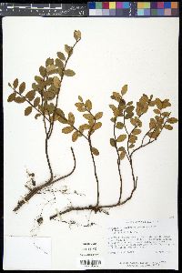 Gaylussacia brachycera image