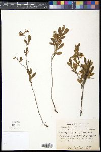 Gaylussacia dumosa image