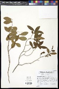 Gaylussacia dumosa image