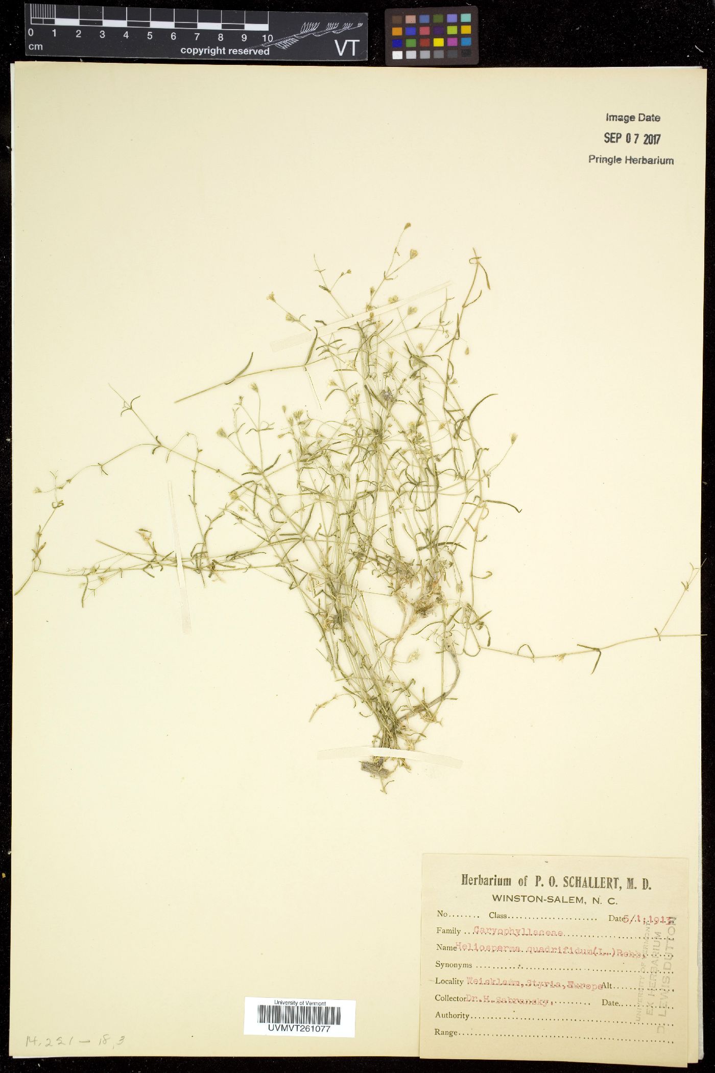 Heliosperma image