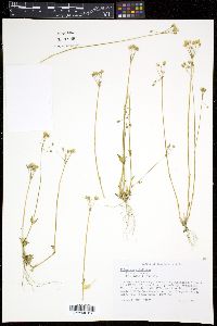 Holosteum umbellatum image