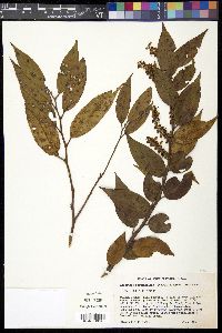 Leucothoe fontanesiana image