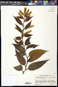 Leucothoe fontanesiana image