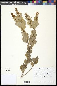 Lyonia fruticosa image