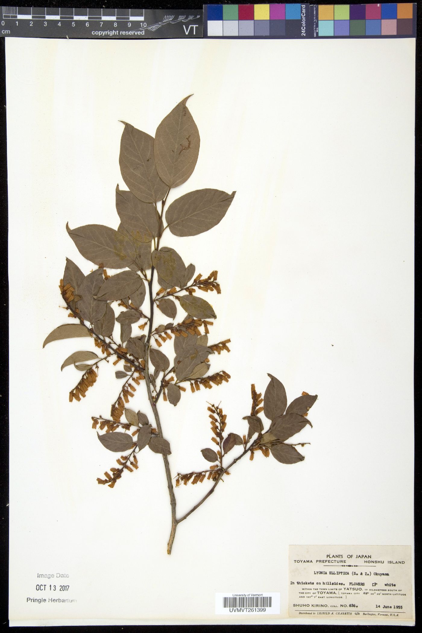 Lyonia elliptica image