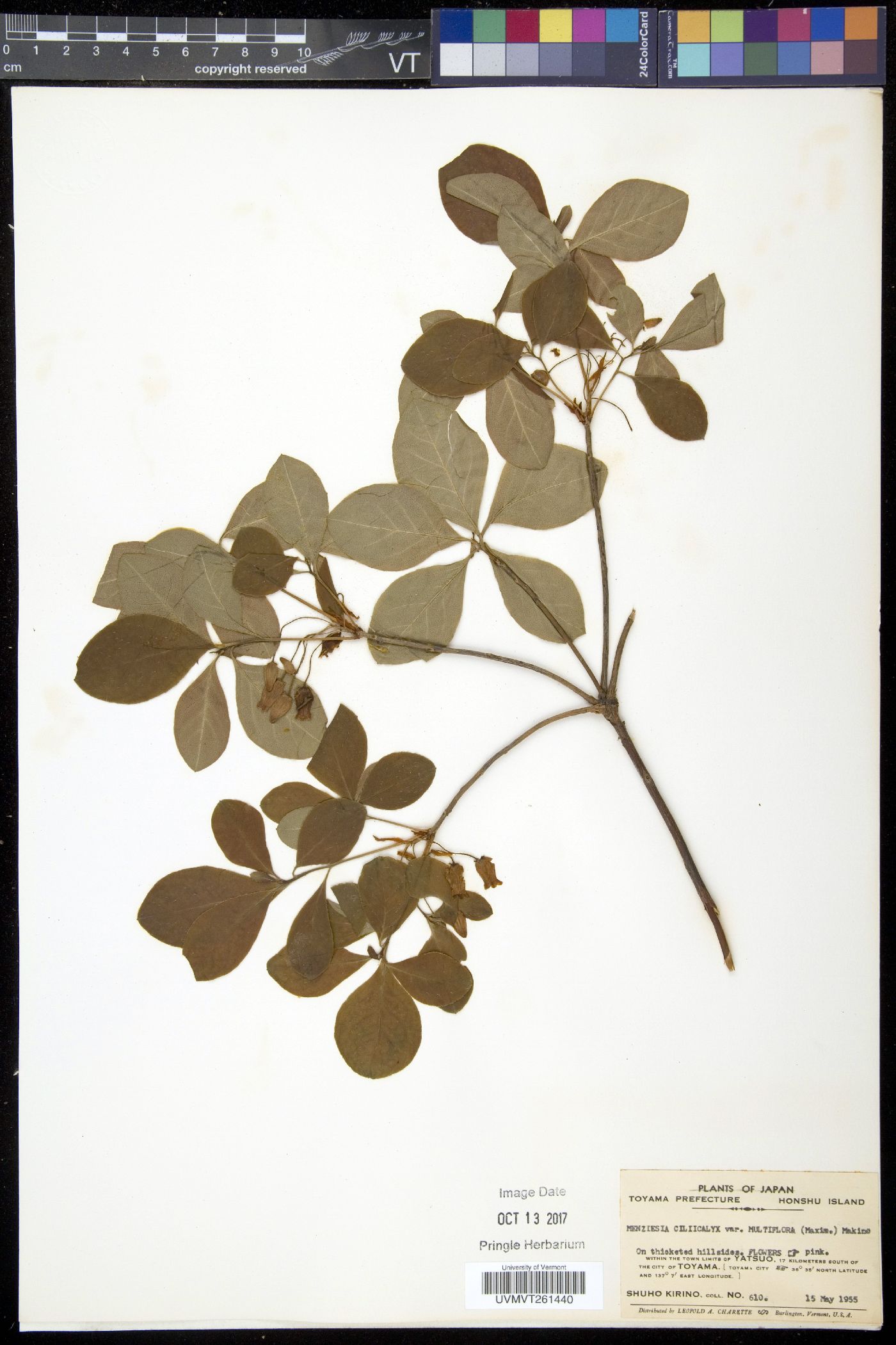 Rhododendron benhallii image