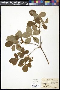 Rhododendron benhallii image