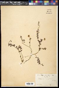 Vaccinium macrocarpum image