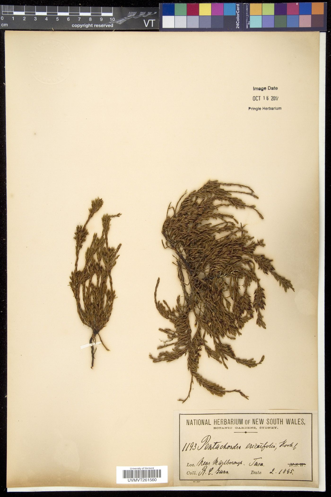 Pentachondra image
