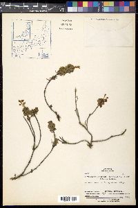Phyllodoce aleutica image